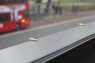 Two golden skate stops along the grey ledge of a beige brick balcony of a modern luxury flat overlooking a bus stop and a red london bus below