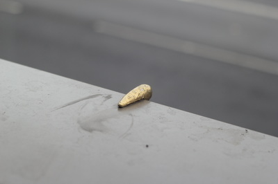 Golden skate stop on the grey ledge of a balcony overlooking a road