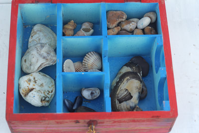 Blue compartments inside the red box with sea shells and beach stones inside